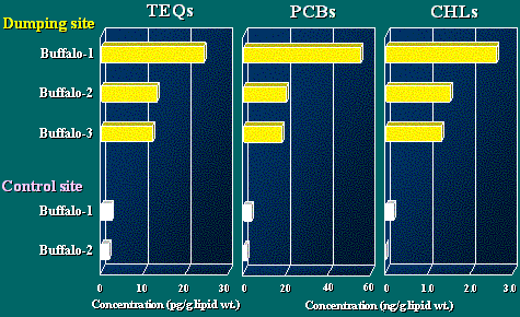 Comparison of TEQs, PCBs and CHLs concentrations in buffalo milk from dumping and control sites