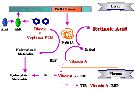 Proposed Mechanism of Plasma Vitamin A Depletion 