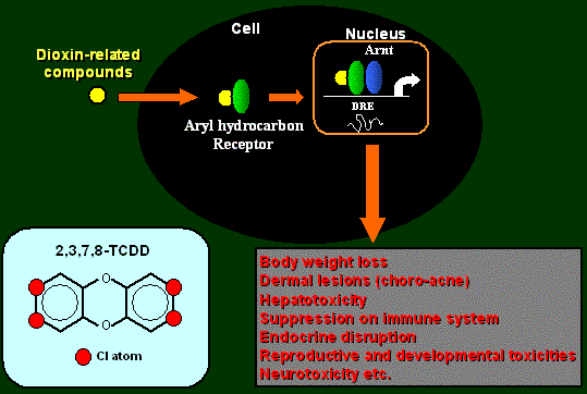 toxic mechanism 