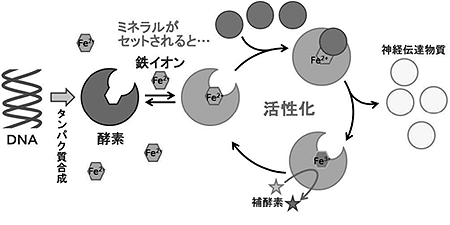 酵素の働き図